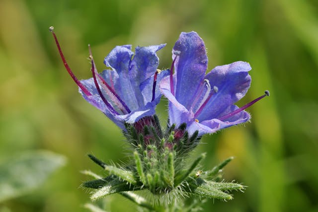 Viper's Bugloss Poisoning in Horses - Symptoms, Causes, Diagnosis, Treatment, Recovery, Management, Cost