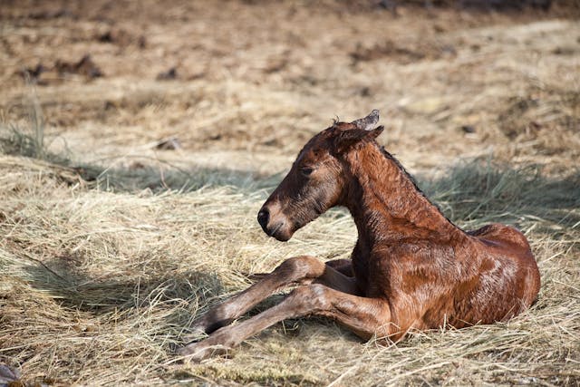 Viral Diarrhea (Foals) in Horses - Symptoms, Causes, Diagnosis, Treatment, Recovery, Management, Cost