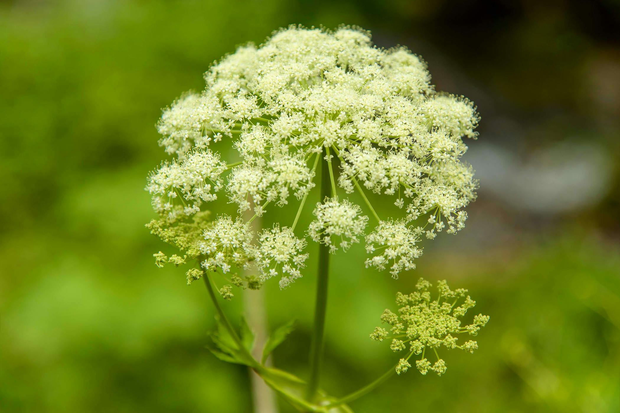 Water Hemlock Poisoning in Horses - Symptoms, Causes, Diagnosis
