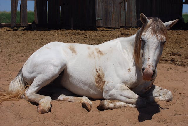 Weight Loss and Hypoproteinemia in Horses - Symptoms, Causes, Diagnosis, Treatment, Recovery, Management, Cost