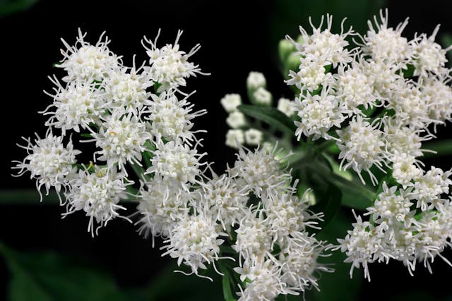 White Snakeroot Poisoning in Horses - Symptoms, Causes, Diagnosis, Treatment, Recovery, Management, Cost