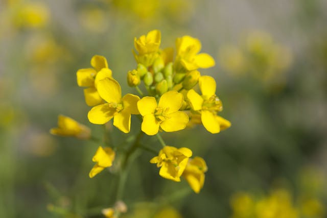 Wild Mustard Poisoning in Horses - Symptoms, Causes, Diagnosis, Treatment, Recovery, Management, Cost