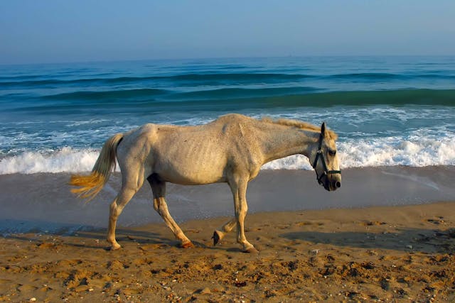 Winter Hazards in Horses - Symptoms, Causes, Diagnosis, Treatment, Recovery, Management, Cost