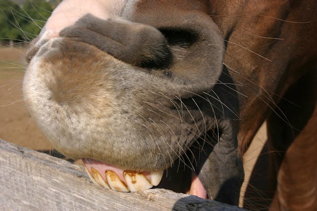 Wood Chewing in Horses - Symptoms, Causes, Diagnosis, Treatment, Recovery, Management, Cost