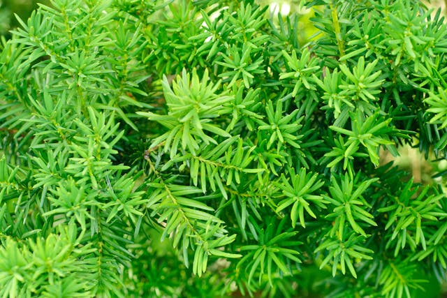 Yarrow Poisoning in Horses - Symptoms, Causes, Diagnosis, Treatment, Recovery, Management, Cost