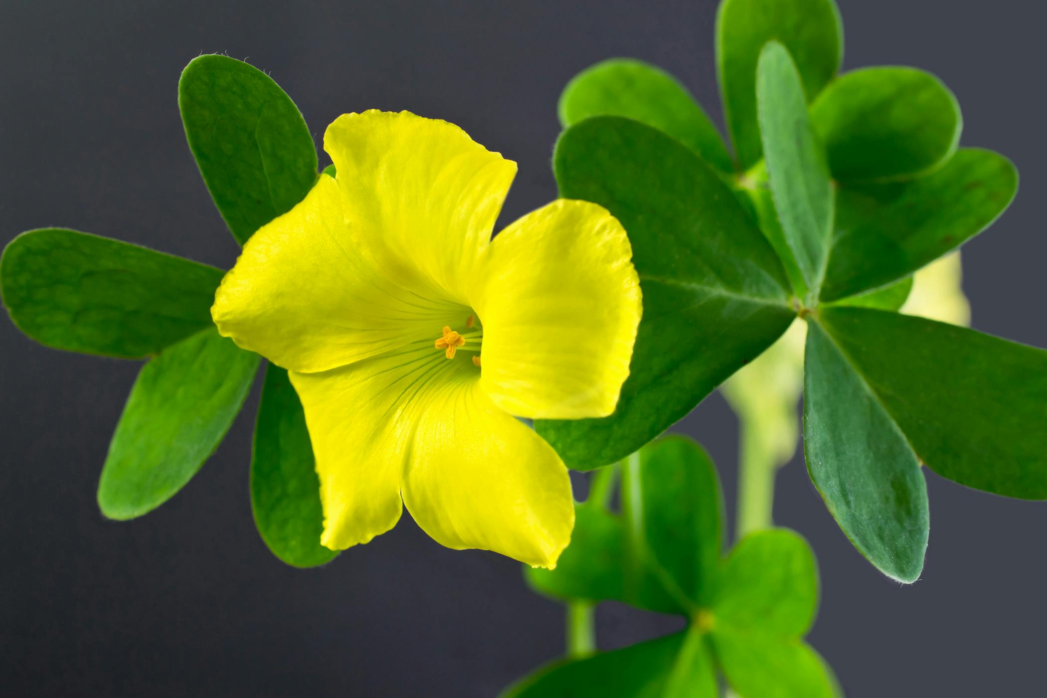 Yellow Wood Sorrel Poisoning In Horses Symptoms Causes Diagnosis Treatment Recovery Management Cost
