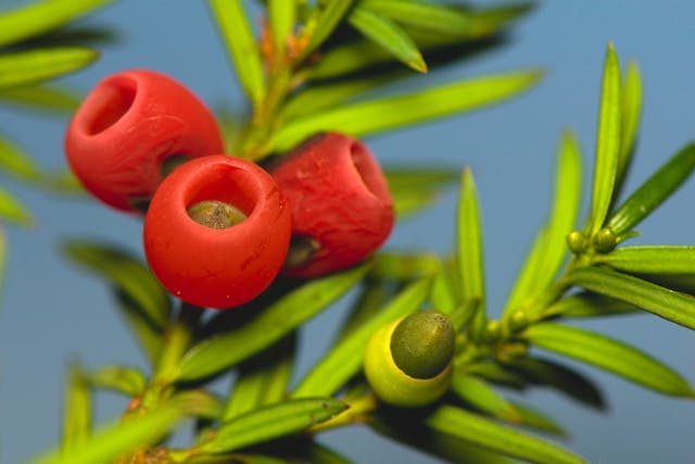 Yew Poisoning in Horses - Symptoms, Causes, Diagnosis, Treatment, Recovery, Management, Cost