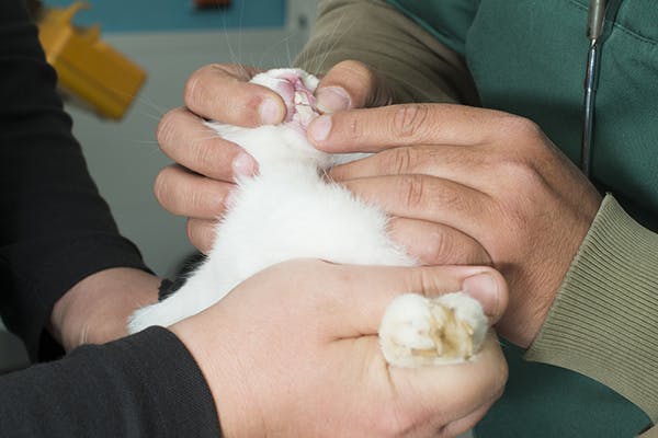 the number of upper incisor teeth in rabbits