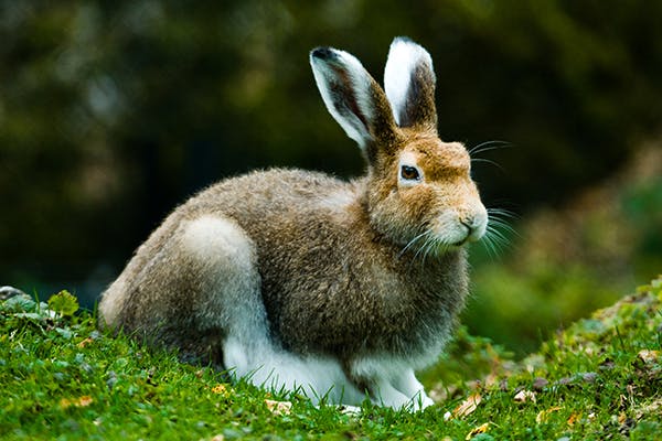 Bacterial Skin Infection in Rabbits - Symptoms, Causes, Diagnosis, Treatment, Recovery, Management, Cost