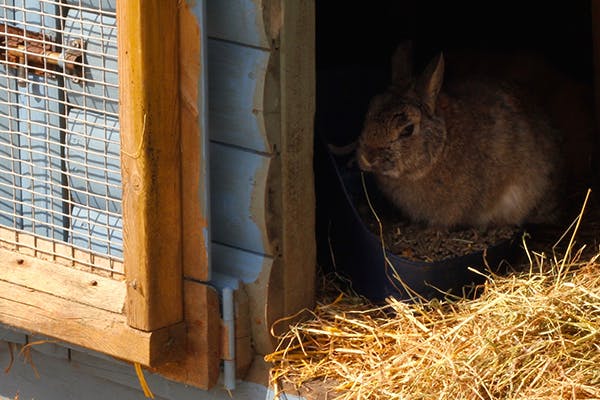 Blood in the Urine in Rabbits - Symptoms, Causes, Diagnosis, Treatment, Management, Cost