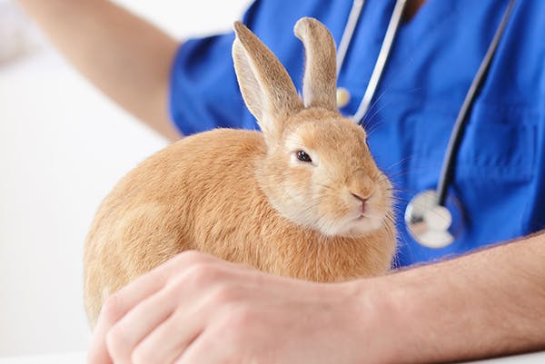 Cachexia in Rabbits - Symptoms, Causes, Diagnosis, Treatment, Recovery, Management, Cost