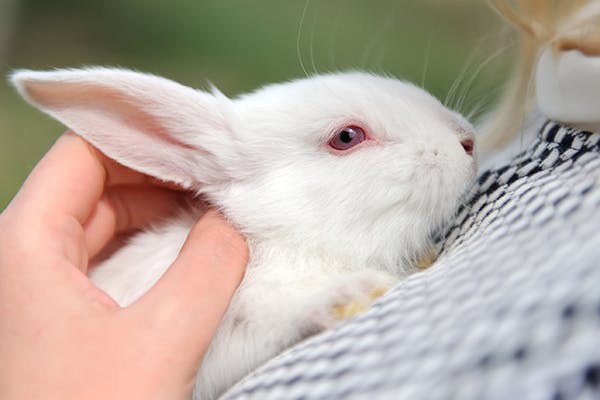 Cloudy Eye in Rabbits - Symptoms, Causes, Diagnosis, Treatment, Recovery, Management, Cost