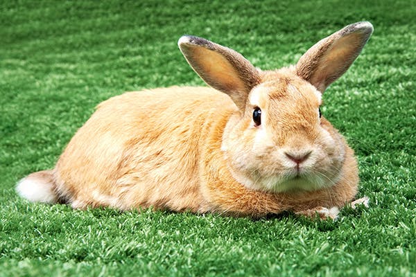 Coccidiosis in Rabbits - Symptoms, Causes, Diagnosis, Treatment, Recovery, Management, Cost