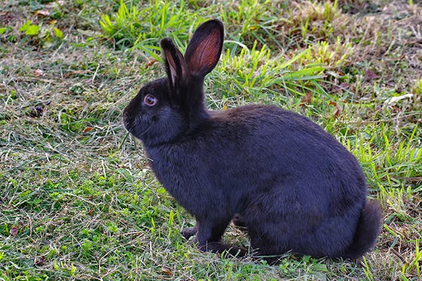 Enterotoxemia in Rabbits - Symptoms, Causes, Diagnosis, Treatment