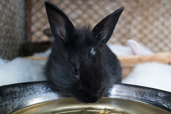Why Is My Rabbit Drinking a Lot of Water? 