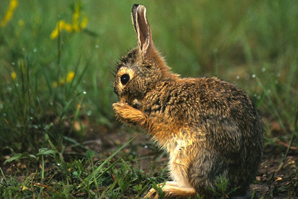 Excessive Salivation in Rabbits - Symptoms, Causes, Diagnosis, Treatment, Recovery, Management, Cost
