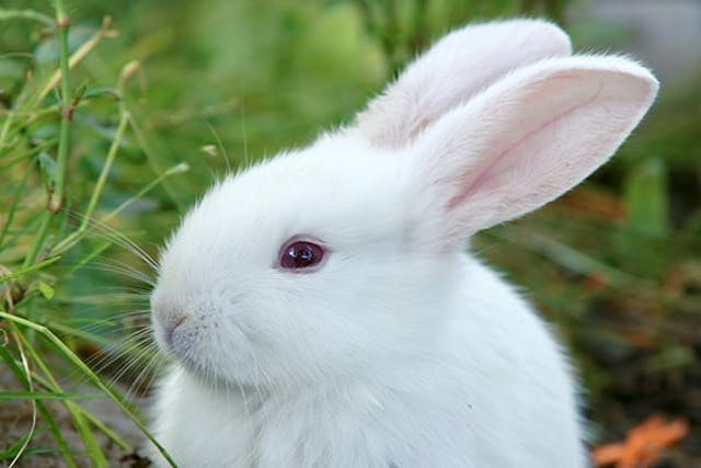 Eye Inflammation in Rabbits - Symptoms, Causes, Diagnosis, Treatment, Recovery, Management, Cost