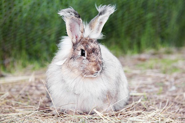 Hair Loss in Rabbits - Signs, Causes, Diagnosis, Treatment, Recovery,  Management, Cost
