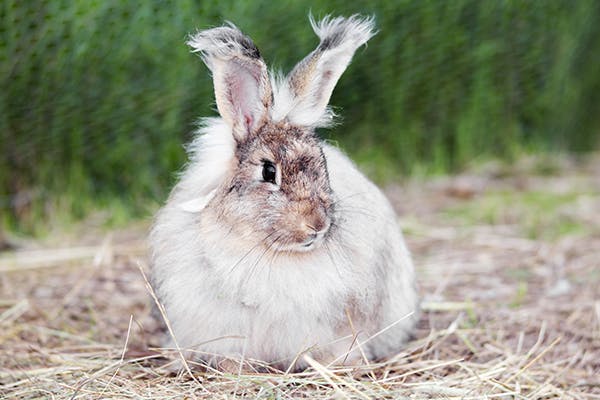 Hair Loss In Rabbits Symptoms Causes Diagnosis - 