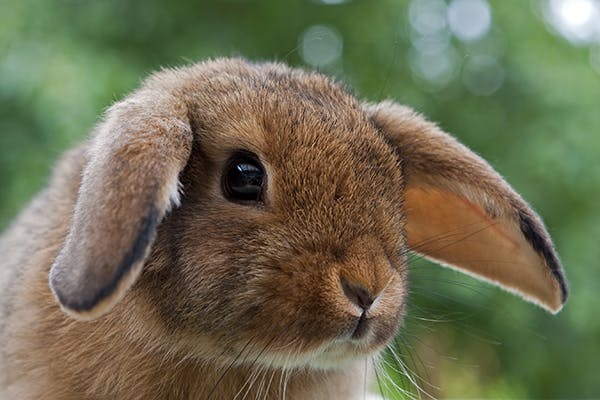 Head Tilt in Rabbits - Symptoms, Causes, Diagnosis, Treatment, Recovery, Management, Cost