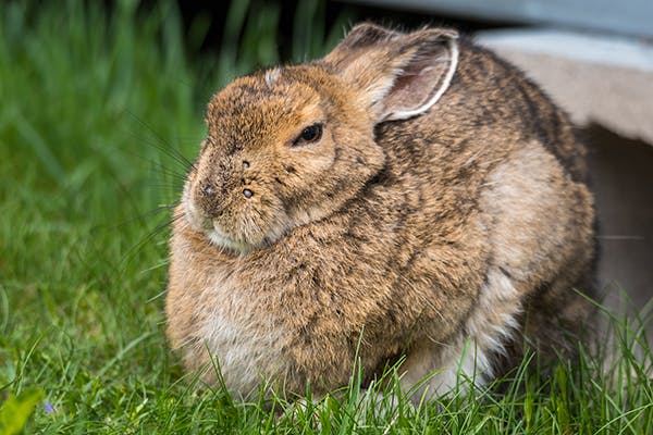 Вирус rabbit фото