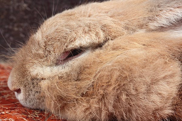 Infection of the Brain in Rabbits - Symptoms, Causes, Diagnosis, Treatment, Recovery, Management, Cost