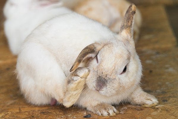 Rabbit Scratching Ears And Shaking Head 