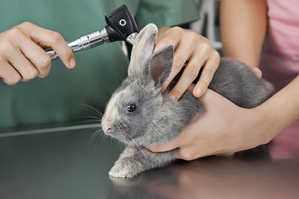 Rabbit Condition Area Ears