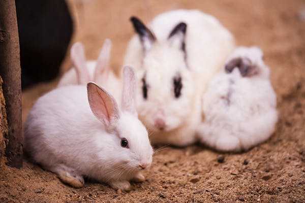 Lactation Infection In Rabbits Symptoms Causes Diagnosis Treatment 