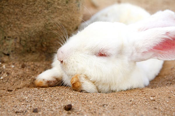Limping Due to Pain or Injury in Rabbits - Symptoms, Causes, Diagnosis, Treatment, Recovery, Management, Cost