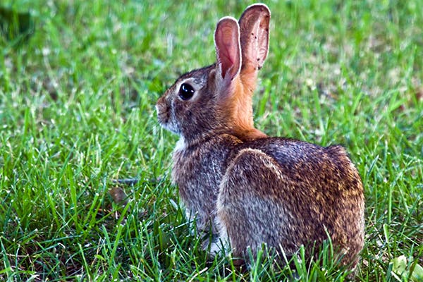 Listeriosis in Rabbits - Symptoms, Causes, Diagnosis, Treatment, Recovery, Management, Cost