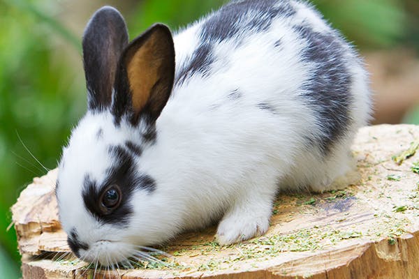 Lung Tumors and Lung Cancers in Rabbits - Symptoms, Causes, Diagnosis ...