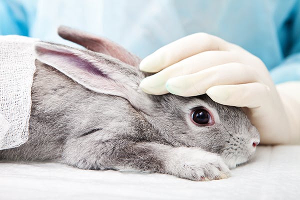 Metal and Lead Toxicity in Rabbits - Symptoms, Causes, Diagnosis, Treatment, Recovery, Management, Cost