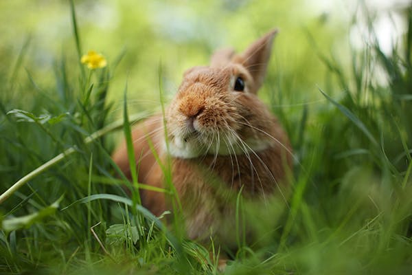 Myxoma Virus in Rabbits - Symptoms, Causes, Diagnosis, Treatment, Recovery, Management, Cost