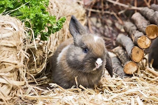 Papillomatosis in Rabbits - Symptoms, Causes, Diagnosis, Treatment