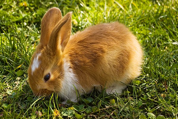 Parasitic Infection (E. cuniculi) in Rabbits - Symptoms, Causes, Diagnosis, Treatment, Recovery, Management, Cost
