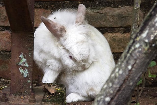 Pinworms in Rabbits - Symptoms, Causes, Diagnosis, Treatment, Recovery ...