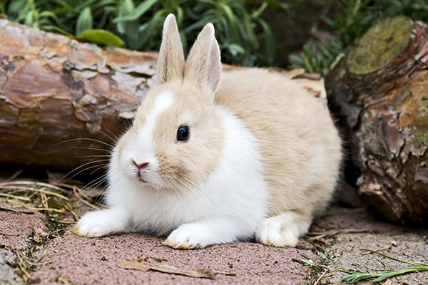 Rabbitpox in Rabbits - Symptoms, Causes, Diagnosis, Treatment, Recovery, Management, Cost