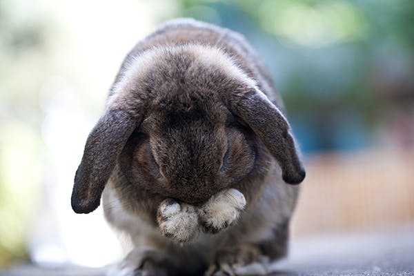 Scratching in Rabbits - Symptoms, Causes, Diagnosis, Treatment, Recovery, Management, Cost
