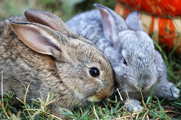 Sexually Transmitted Bacterial Infections in Rabbits - Symptoms, Causes ...