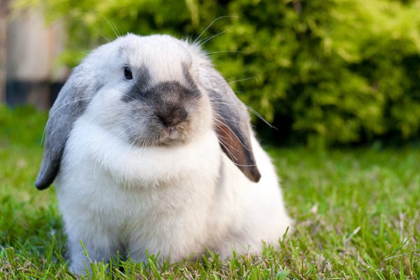 Snoring and Nasal Obstruction in Rabbits - Symptoms, Causes, Diagnosis ...