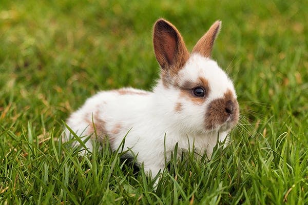 Snuffles (Pasteurellosis) in Rabbits - Symptoms, Causes, Diagnosis, Treatment, Recovery, Management, Cost