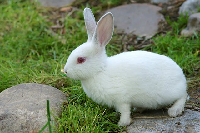 Tyzzer's Disease In Rabbits - Symptoms, Causes, Diagnosis, Treatment 