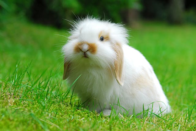 Urinary Blockage in Rabbits - Symptoms, Causes, Diagnosis ...