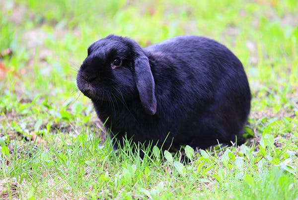 Uterine Infection in Rabbits - Symptoms, Causes, Diagnosis, Treatment, Recovery, Management, Cost