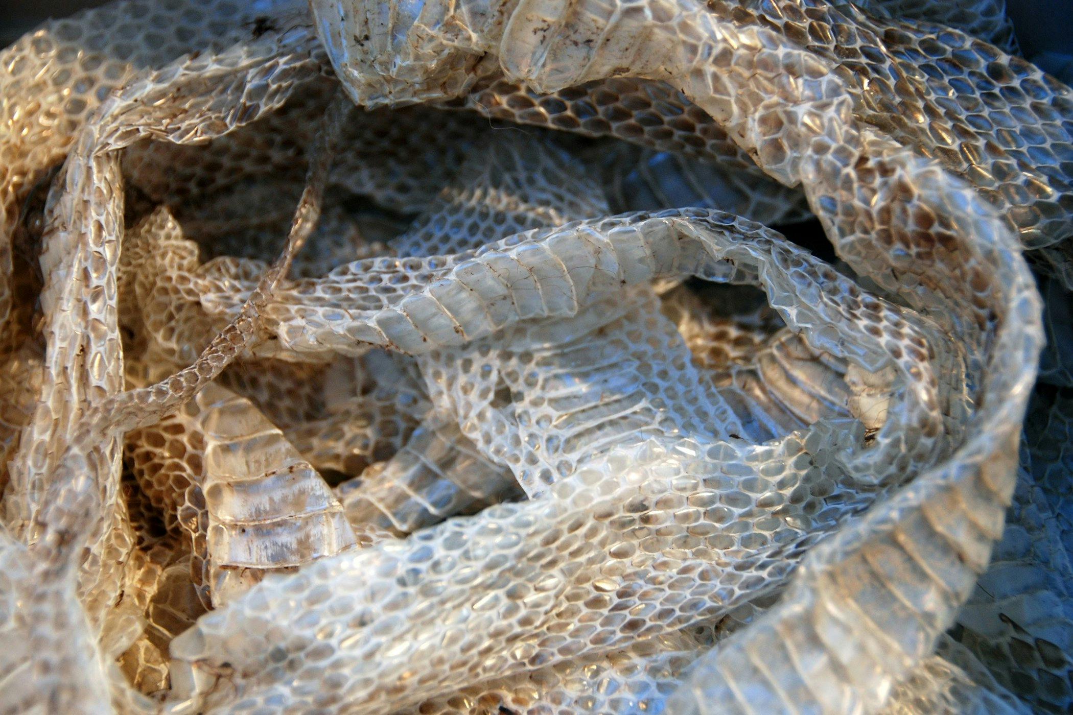 snake skin cj lyons