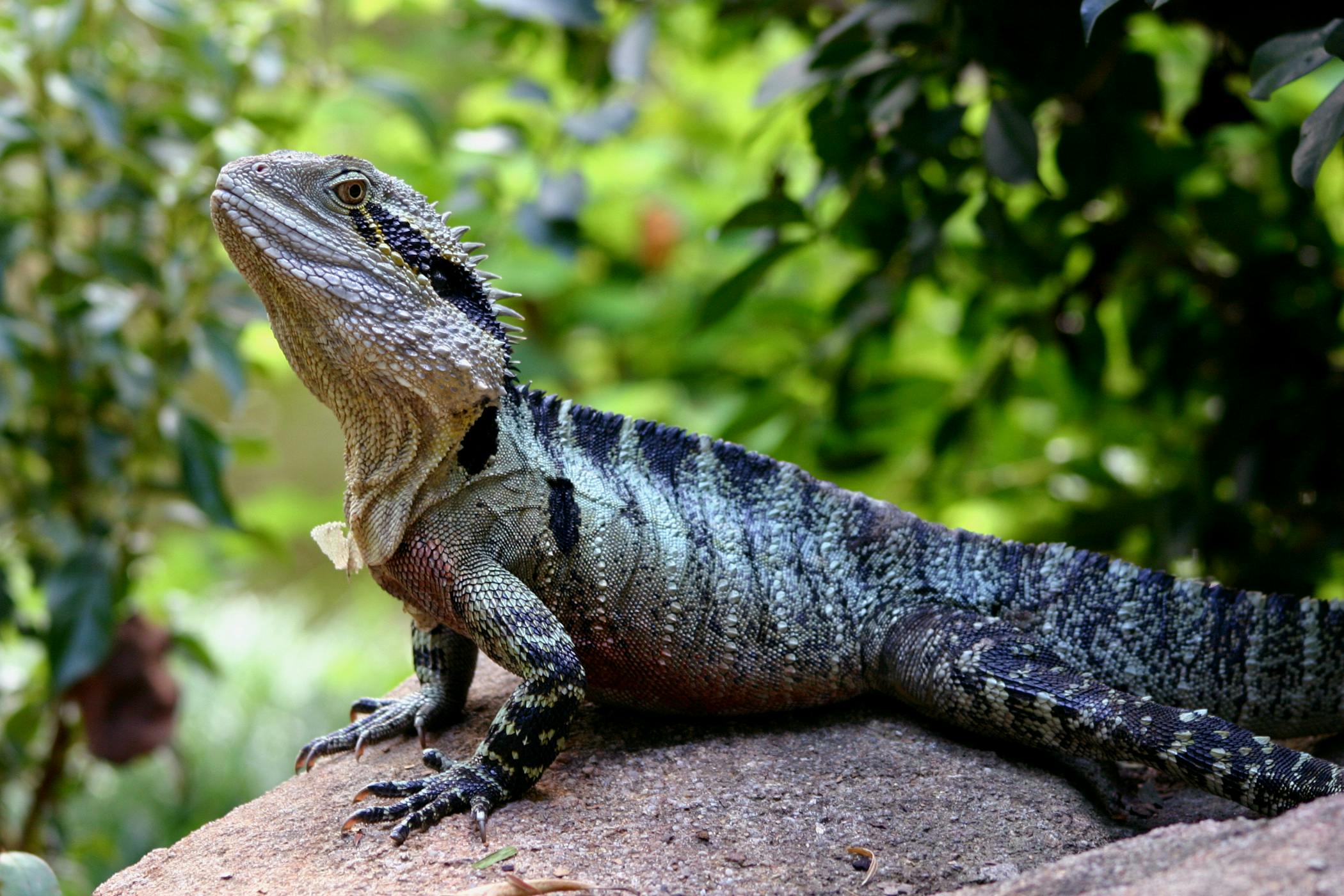 Australian Water Dragon (Intellagama lesueurii) - native to eastern ...