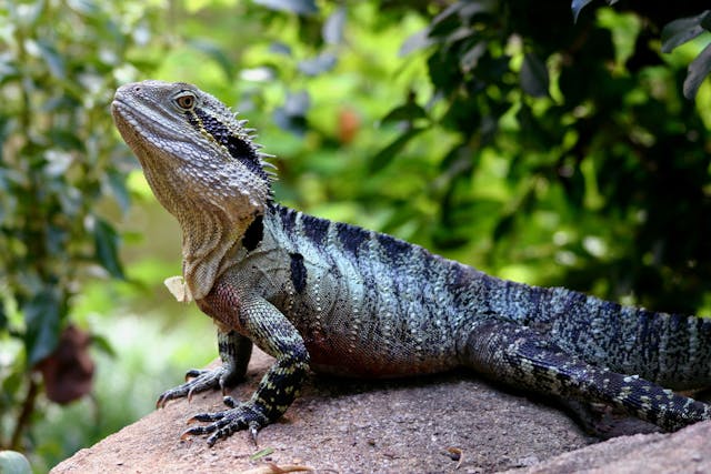 Abscesses in Lizards - Symptoms, Causes, Diagnosis, Treatment, Recovery ...