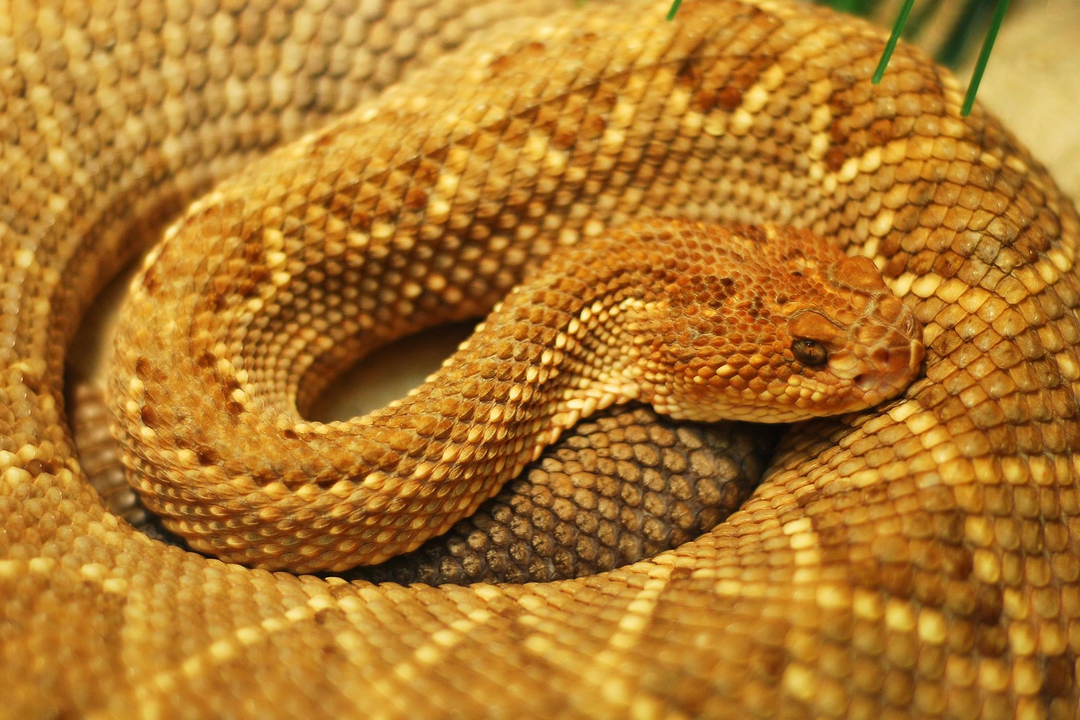 Adenovirus Infection in Reptiles - Symptoms, Causes ...