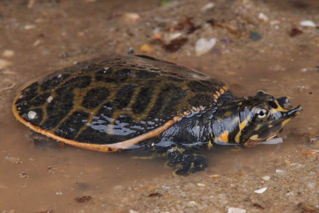 Bacteria in the Blood in Turtles - Symptoms, Causes, Diagnosis ...